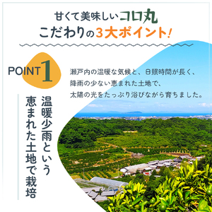 2026年秋よりお届け 瀬戸内　小みかん！コロ丸　約3kg 果物類 柑橘類 フルーツ 