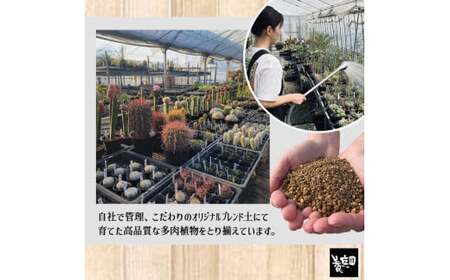 【39-02】 養庄園 キラキラ多肉植物セット