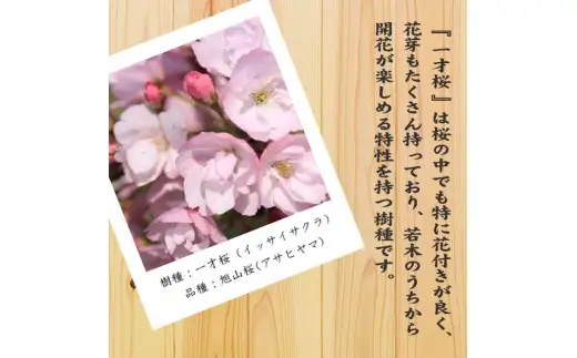 【39-03】 養庄園 桜盆栽