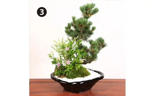 【39-05】 養庄園 季節の寄せ植え盆栽