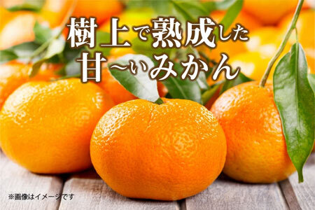 ふるーつ物語 越冬完熟 「袋掛けみかん」 約7kg(70個 ～ 120個)