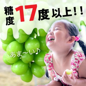 【8月下旬より発送】シャインマスカット大粒 3房【800g以上】【糖度17度以上】