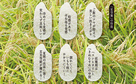 令和7年産　星空舞　10kg（5kg×2袋）