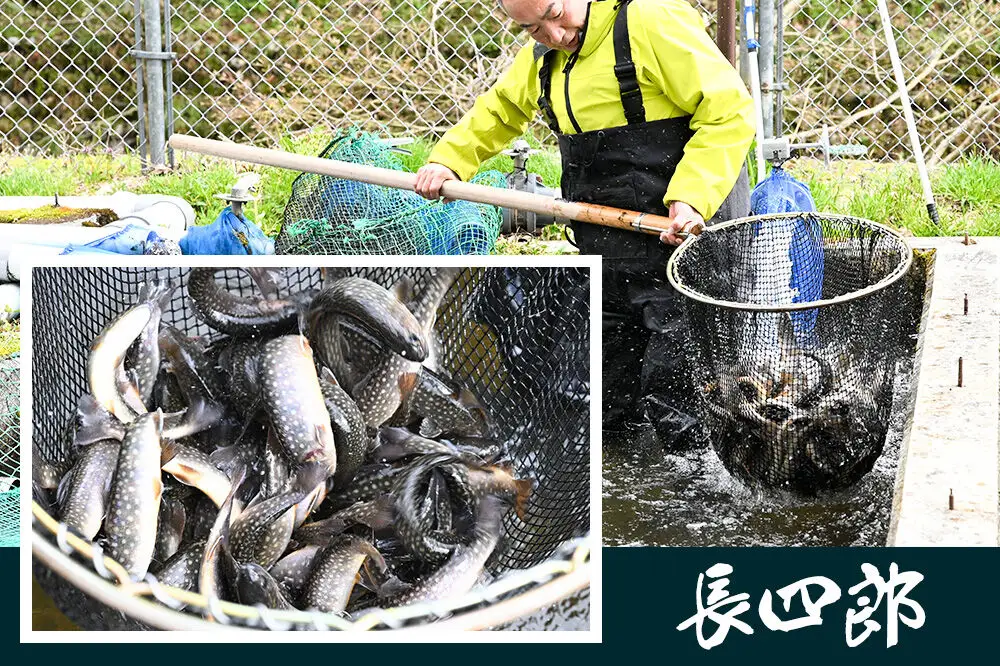 岩魚（イワナ）活け〆 内臓処理済み 氷詰め 10匹 長四郎