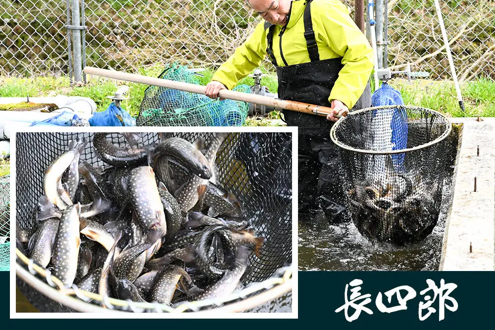 生きている岩魚（イワナ）10匹 酸素を入れて袋詰め【発送可能エリア：東北・関東・信越】長四郎
