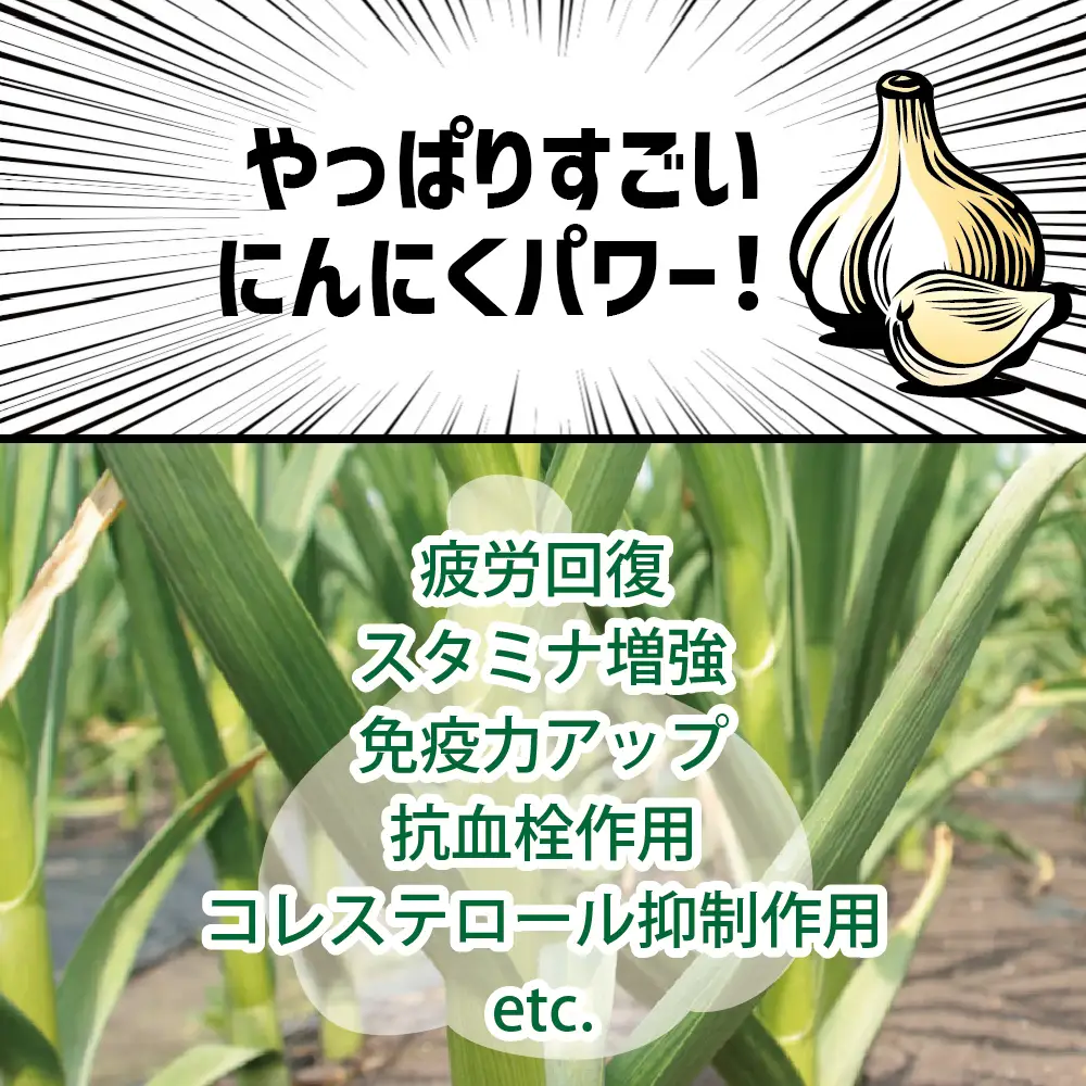 青森県産にんにく 訳あり バラ 1kg にんにく