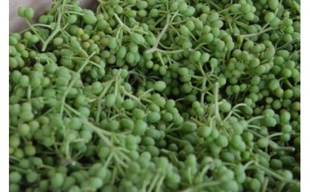 【0.5kg】青実山椒（枝付）初期物 