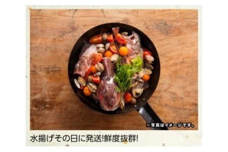 『日向灘海の幸』通浜鮮魚セット 【 鮮魚 魚介 セット 新鮮 漁協直送 刺身 海の幸 魚介類 】