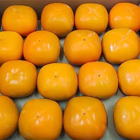 【令和8年度】柿カテゴリ上位獲得!　JAわかやま(紀北地域)のたねなし柿　7.5kg　L又は2L【1237822】
