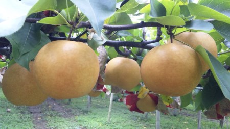 【2026年先行予約】新潟特産 和梨と幻の洋梨ル・レクチェ セット（新興梨 3個 ル・レクチェ 4個）《11月下旬～お届け》