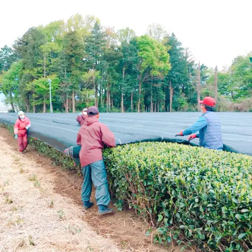 【7月より発送開始】 ＜ お中元 熨斗付き ＞ 煎茶 ・ ほうじ茶 《三角》 ティーバッグ セット 御中元 贈答 ギフト ふるさと納税 [AE035ya]