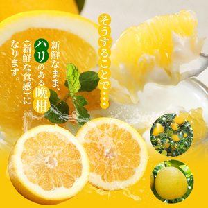 S040-023A_農家の手摘みあまくさ木成り晩柑 約7.5kg 先行受付