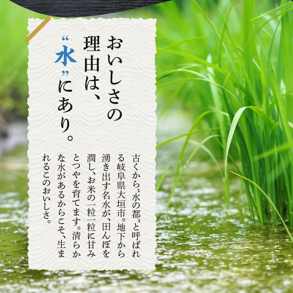 【令和7年度産】精米 ハツシモ 5kg｜ハツシモ