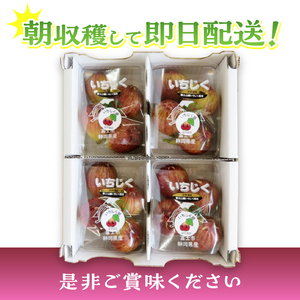 いちじく 朝採り マスイドーフィン 400g×4パック 期間限定 冷蔵 絶品 とれたて 果物 フルーツ 減農薬 減肥料 富士市 【配送不可地域：沖縄・離島】 [sf001-074]