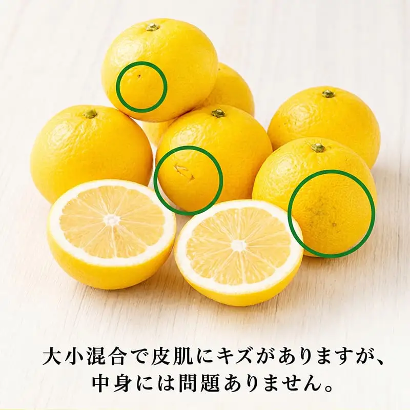 訳あり小夏 (果物) 2.5kg【小夏】