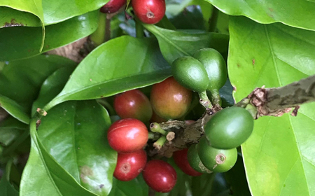 ＜焙煎工房ゆうばんた珈琲＞液体CO2処理カフェインレスコーヒー ☆ 沖縄 読谷村 珈琲 400g