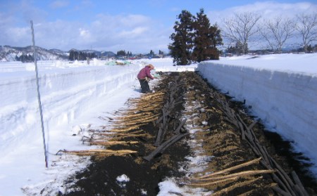 山形県産 雪国育ち自然薯 生芋1本物 1.5kg（2～4本） F2Y-5113
