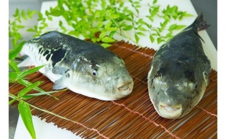 【淡路島3年とらふぐ】活てっさ（4～5人前）