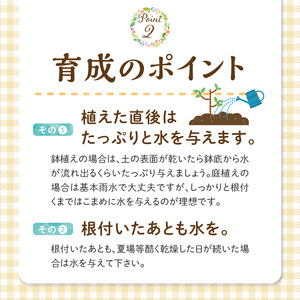 チーム田主丸『我が家の果樹園』シリーズ 【レモンの苗木】_チーム田主丸 我が家の果樹園 シリーズ レモン 苗木 フルーツ 高さ 70cm くらい 鉢径 7号 結実年数 2年目安 料理 お酒 ご家庭に一本 重宝 ふるさと管理綜合株式会社 お取り寄せ 福岡県 久留米市 送料無料 〔Hf017〕