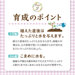 チーム田主丸『我が家の果樹園』シリーズ 【オリーブ】_オリーブ 苗木 高さ 約 50cm 鉢径 6号 チーム田主丸 我が家の果樹園 シリーズ 果樹園 初心者 育てやすい おしゃれ 人気 常緑樹 庭木 果樹 植樹 鉢植え 庭植え ガーデニング 国産 お取り寄せ 福岡県 久留米市 送料無料 〔Hf018〕