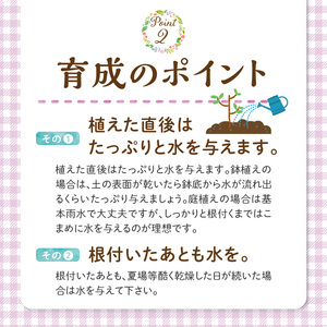 チーム田主丸『我が家の果樹園』シリーズ 【ブルーベリー】_ブルーベリー 苗木 高さ 約 50 cm 鉢経 7号 結実年数 2年目安 チーム田主丸 我が家の果樹園 シリーズ フルーツ 果物 ベリー 庭木 落葉 果樹 植樹 鉢植え 庭植え ガーデニング 福岡県 久留米市 お取り寄せ 送料無料 〔Hf019〕