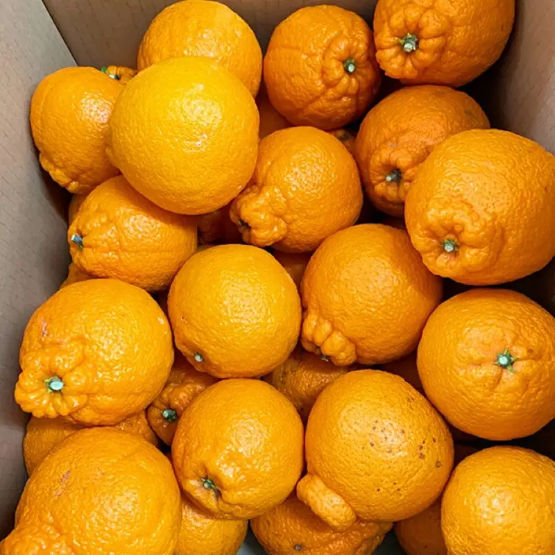 【ご家庭用訳あり】紀州有田産不知火(しらぬひ) 約8.5kg 【予約】※2027年2月中旬頃〜3月中旬頃に順次発送予定(お届け日指定不可)【uot507A】