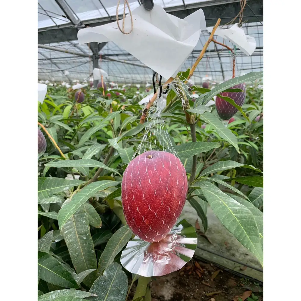 2026年 先行予約 奄美完熟マンゴー 化粧箱 約1kg(2～3玉入り) 農家直送 マンゴー