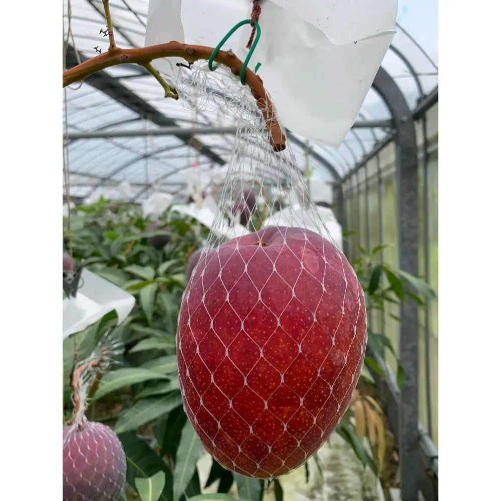 【2026年 先行予約】奄美完熟マンゴー 化粧箱 約2kg(4～6玉入り) 農家直送！