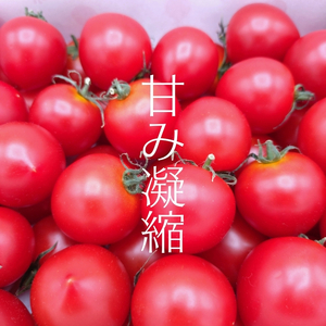 井下とまと園の完熟 フルーツトマト 約1kg 果物類 野菜 