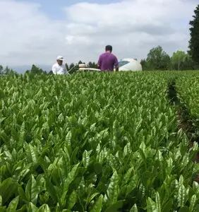 ＜農薬不使用八女茶＞極　煎茶初花詰合せ＜80g×2本＞ 041-001