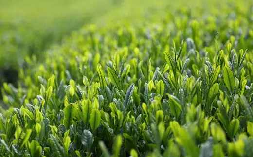 【新茶】奥八女新茶 初摘み【2026年5月発送開始】 お茶 八女茶 緑茶 茶葉 国産 福岡県 八女市 050-009