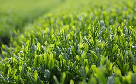 【新茶】奥八女新茶　八十八夜摘み【2026年5月発送開始】 お茶 八女茶 緑茶 茶葉 濃厚 国産 福岡県 八女市 050-010