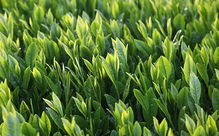 【新茶】奥八女新茶 詰合わせ(3本)【2026年5月発送開始】 お茶 八女茶 緑茶 茶葉 濃厚 国産 福岡県 八女市 050-012