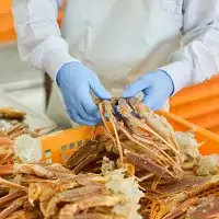 ボイル ずわいがに 爪 500g×1  かに _AF017