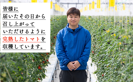 トマト フルーツトマト 12パック(150g×12) 高糖度〈2026年12月以降順次配送〉 個包装 kr-0084