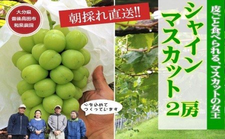 特選シャインマスカット2房入(約1kg) | 豊後高田市 シャインマスカット