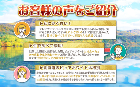 ＜2026年8月中旬よりお届け＞【朝採り】北海道壮瞥町 ホワイトコーン「ピュアホワイト」Lサイズ以上12本(約5kg) SBTQ003