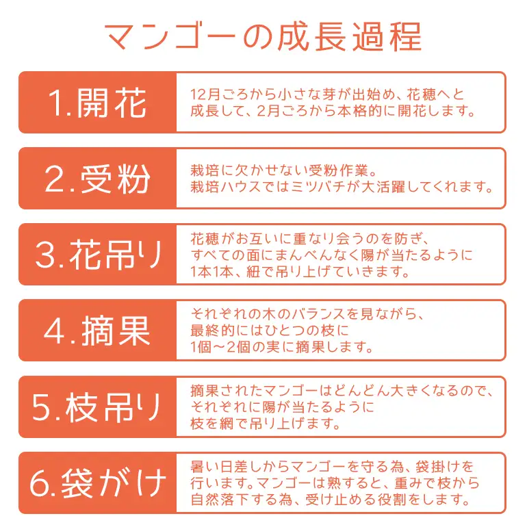 【 先行予約 2026年 発送 】 沖縄県知事賞4度受賞 糖度 15度以上! サンフルーツ糸満 マンゴー1kg アップルマンゴー アーウィンマンゴー 国産 完熟マンゴー 果物 南国 くだもの フルーツ 完熟 夏 旬 沖縄 お取り寄せ 甘い 濃厚 沖縄県 糸満市 24-1