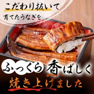 鹿児島県産 伊崎田のうなぎ蒲焼 大＜170g以上＞× 5尾(計850g以上) うなぎ 鰻 ウナギ 国産 鹿児島県産 九州産 蒲焼き 冷凍 うな重 ひつまぶし c6-081