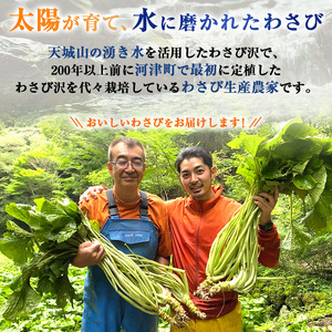 わさび セット 鮫皮おろし付 生わさび 4本 わさび漬け 2個 わさび味噌 2個 天城の春 三杯酢漬け1瓶 むらさき漬け 1瓶 詰め合わせ 伊豆 伊豆わさび食品直送 ワサビ 山葵 鮫皮おろし 加工品 薬味 調味料 冷蔵 冷蔵配送 静岡 静岡県 河津 河津町