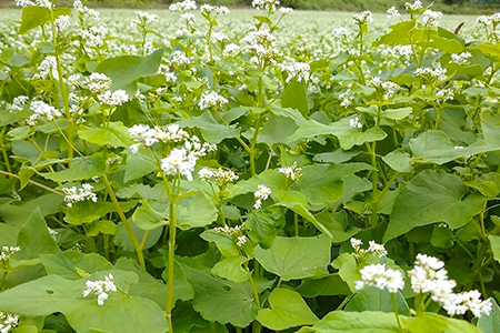 さんべ十割半生蕎麦（かえししょうゆ付き）とうきぬの米のセット 【なまそば 100g×4 つゆ 40ml×4 かえししょうゆ 150ml コシヒカリ 2合 島根県産 大田市産 詰め合わせ セット】