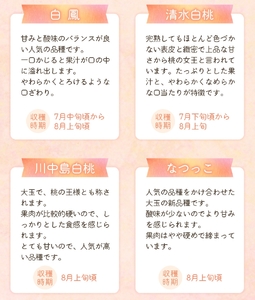 【先行予約】和歌山県産の美味しい桃 （5～8玉入り）【2026年6月中旬頃から8月上旬頃発送予定】 和歌山 もも モモ 桃 ギフト 贈り物 プレゼント 夏ギフト 果物 フルーツ 人気 産地直送 和歌山県 お取り寄せ【mat101B】