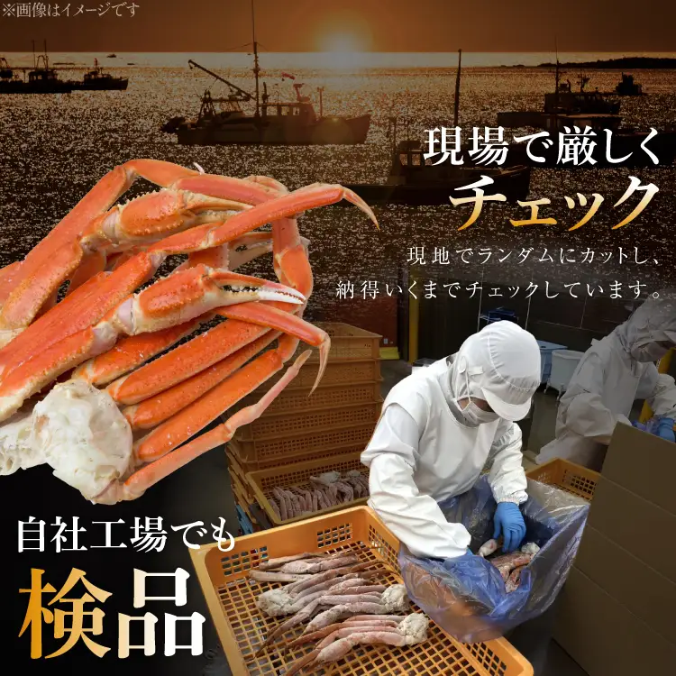 訳あり ボイルずわいがに 肩付き脚 総重量1kg [宮城県 気仙沼市