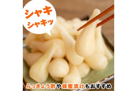 期間限定！鹿児島県産ラッキョウ使用！塩らっきょうの漬け物(400g×3袋・計1.2kg)国産 九州産 鹿児島産 おつまみ 漬物 辣韭【あくね旬の店いきいき館】akn015-06