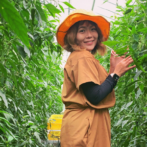 【2026年発送】 万願寺とうがらし 1kg  （2～4人用） 万願寺唐辛子 京野菜