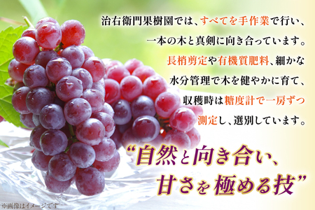 【期間限定発送】 ぶどう デラウェア 秀品 10～12房 約 2kg [治右衛門果樹園 山形県 高畠町 tk06ays830007]