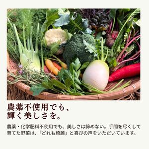 農薬化学肥料不使用 雲の上ガーデンのぴかぴか野菜セット【お試し便】季節にあわせて10品目前後をお届け【L001】季節 旬 詰め合わせ 採れたて 新鮮 産地直送 高知県産 冷蔵便