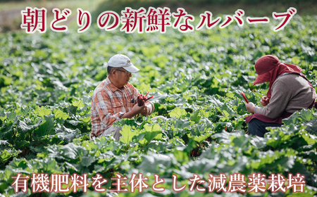 かぼちゃん農園の真っ赤な冷凍ルバーブ 約2kg 野菜 ルバーブ 西洋野菜 食物繊維 カリウム カルシウム ビタミンC アントシアニン かぼちゃん農園