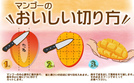 マンゴー【2026年発送】ご家庭用でも極上に美味しい完熟アップルマンゴー約1.5kg 農園直送！