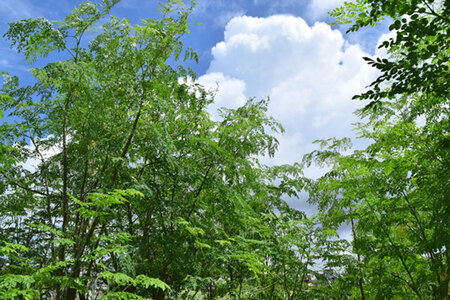 奇跡の植物＜モリンガ＞タブレット（2個セット） ☆ 読谷村産 沖縄 お手軽 持ち運び便利 栄養満点 スーパーフード